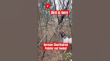 German shorthaired pointer quint finds a quail that landed in a tree #gsp