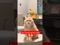 Adorable Cat #cat #funnydogs #shorts