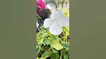 #قرآن #قران_كريم #tilawat #تلاوة_خاشعة #تلاوة_هادئة