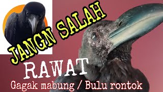 MERAWAT BURUNG GAGAK MABUNG#video#gagak