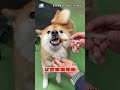 【洗咧考喔!】柴被餵藥「氣到變機車」？下秒邊吃邊碎唸逗笑網友！@吃瓜第一排teatime #shorts