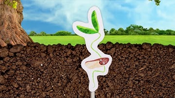 HMH Module 9 Get Curious Video