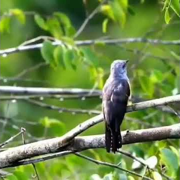 BURUNG KADARSIH CIRI KHAS KAMPUNG DAN HUTAN