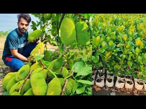Jackfruit Tree Information In Hindi