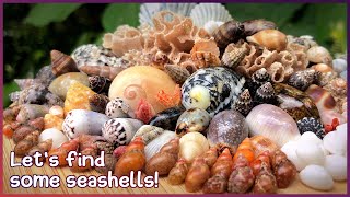 Finding Seashells on the Sand | Microshelling in the Rain #shelling