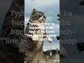 ts so real #funny #pets #cute