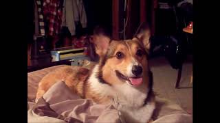 10 Funniest Corgi Videos #7 | Funny Animals