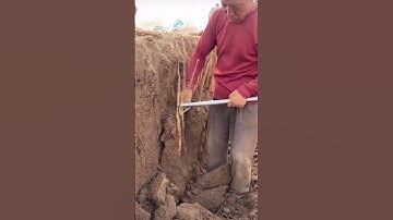 The process of digging harvesting yams Good tools and machinery can increase work efficiency