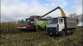 Claas Lexion 770 Убирает Кукурузу В Спк 