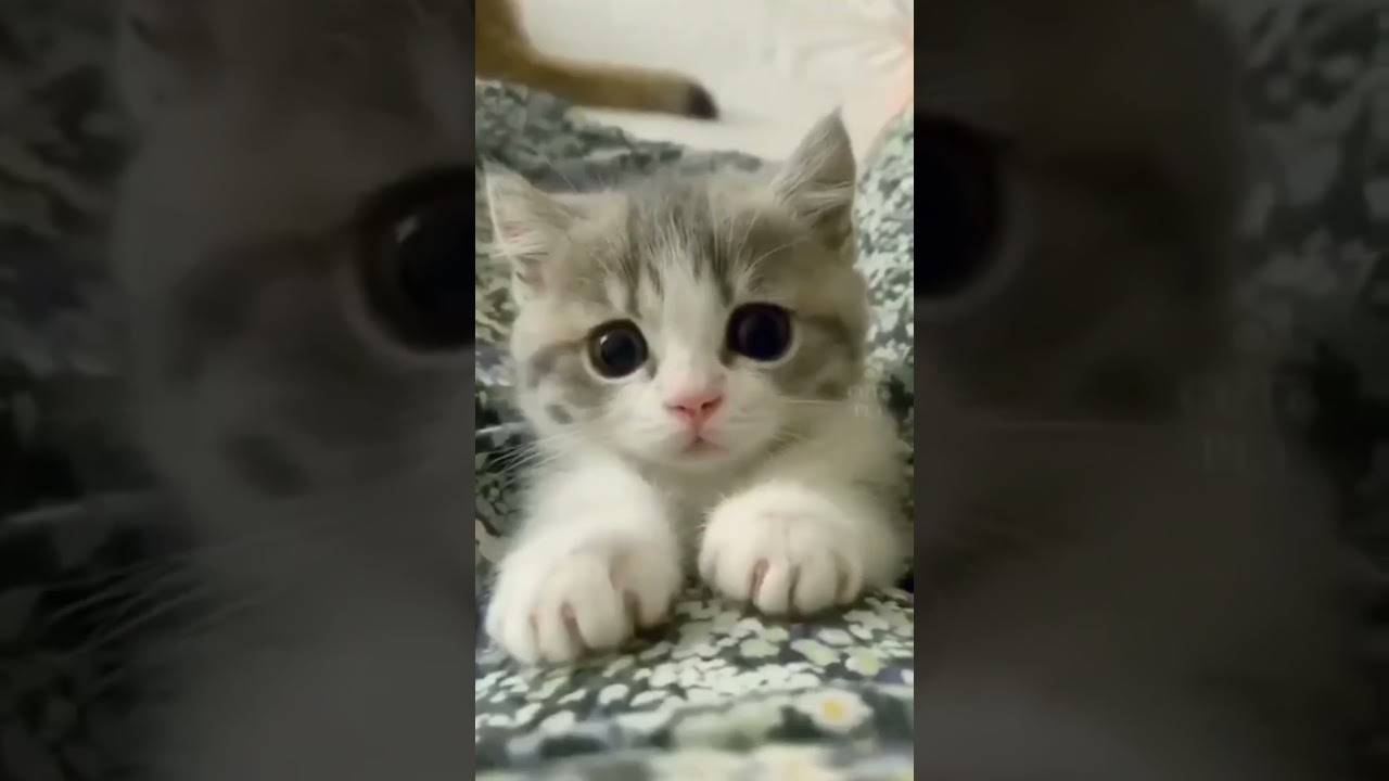 Crazy Cat Antics: Funny and Unpredictable Cat Behavior