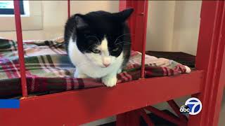 Meet this week s Perfect Pet Smokey