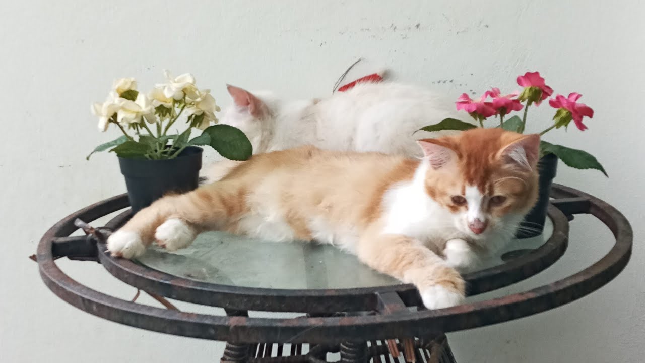 Time Machine Cats !!!! Longest Daily Cat's Story