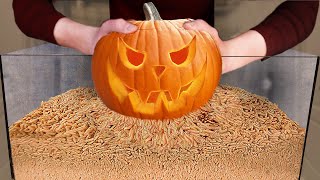 How Quickly The MAGGOTS Eat Halloween Pumpkin? by MrGear 27,551 views 1 year ago 12 minutes, 7 seconds