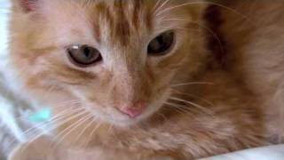 Kitten and the Macro Function