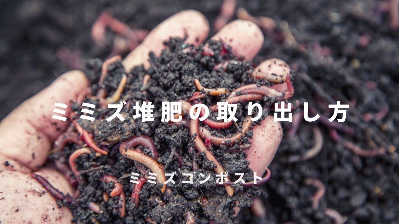 シマミミズ 2000匹　生ゴミ処理、肥料、その他 ミミズコンポスト 床土 補助金 金子みみずちゃんの家 家庭用 生