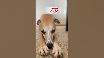 Show me something no regrets #cute #whippet #dog