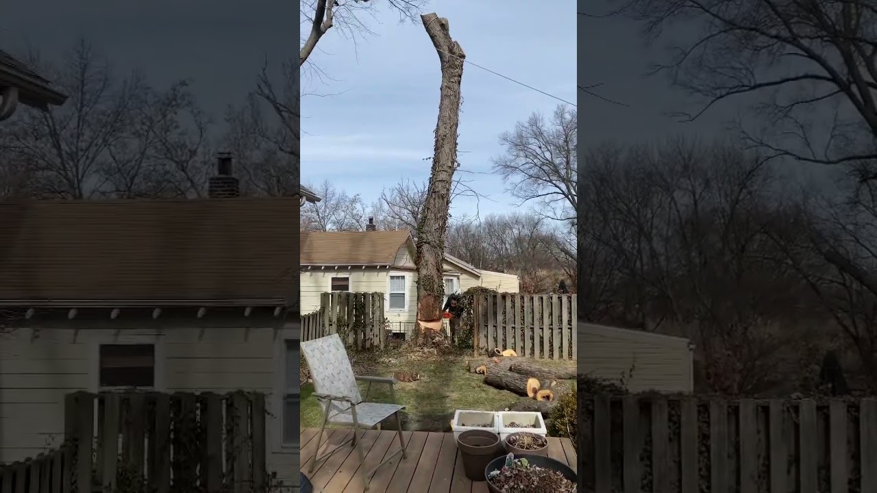 Silver maple felling 