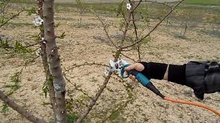 Catpower 1310 - Dal Budama Makasi