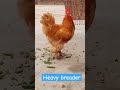 Fancy breed Rooster #ytshorts #animal #trendingshorts #wildlife #animalshorts