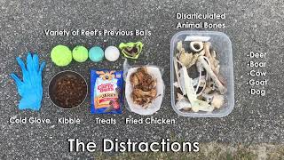 Reef the Belgian Malinois’s Open Field Search with Distractions by Dogmata 232 views 1 year ago 11 minutes, 30 seconds