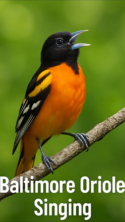 Baltimore Oriole Singing | Real Bird Call in Nature | No Music | Relaxing Morning Chirping
