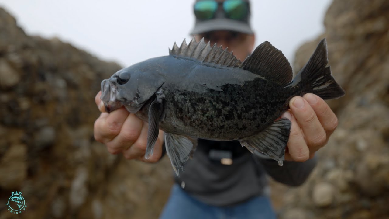 Fishing for Rockfish on the California Coast! 
