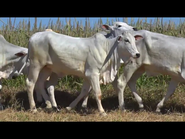 LOTE 17   31 136 171 332 476 mp4