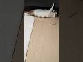 寝たふり #shorts #cat #kitty #cute