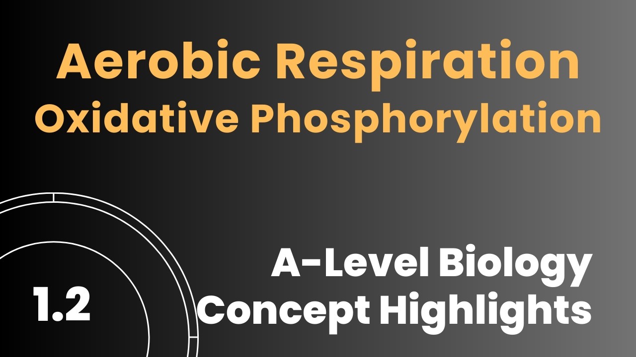 3.206 окислительное фосфорилирование #аэробноедыхание #дыхание