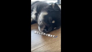 柵から出て満足したら眠くなっちゃった豆柴子犬w #Shorts