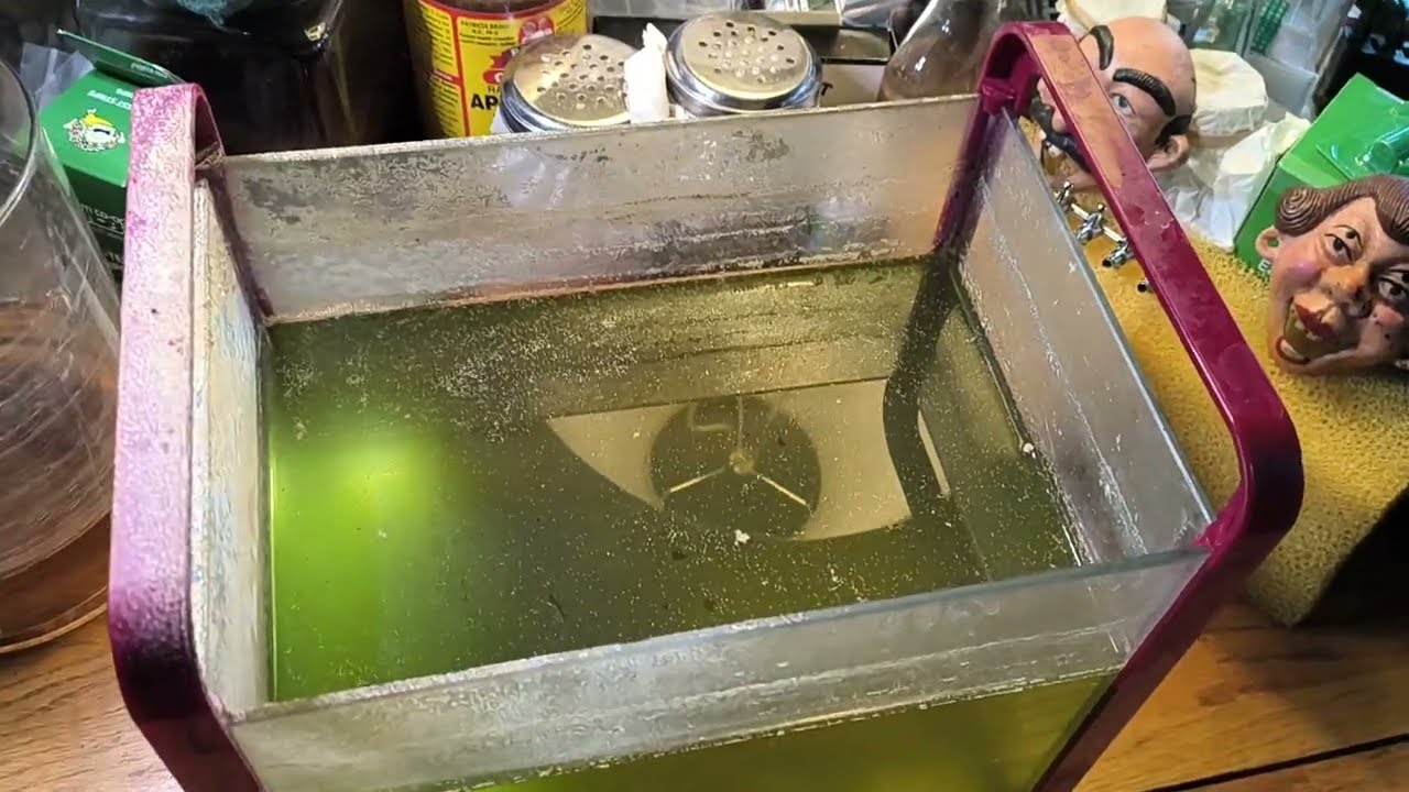 One month update!! Two year old Expired Daphnia Moina eggs. How is is going?