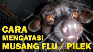 Cara Mengatasi Musang Flu atau Pilek