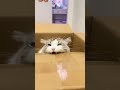 Top 5 crazy cat  #cute #cat #pets #animals #memes #funnycat #crazy #kitten #kitty