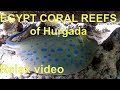 Egypt. Coral reefs of Hurghada. Snorkeling video. Red Sea for you. Relax video.
