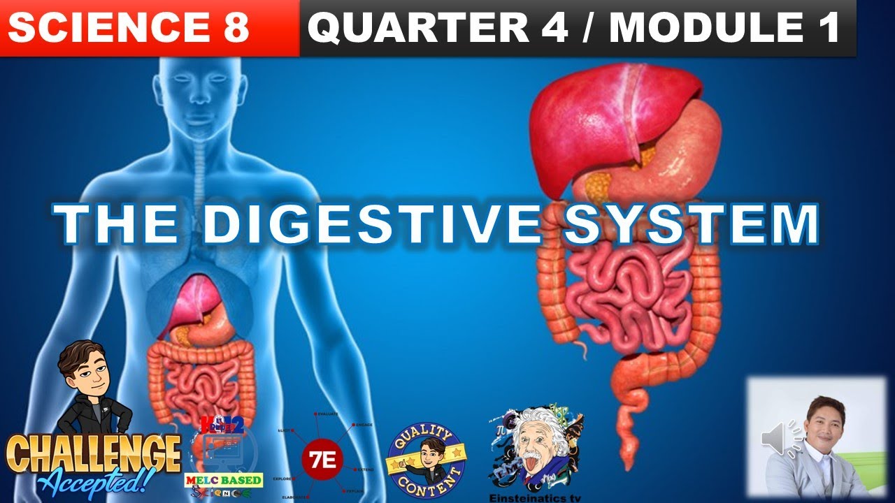 THE DIGESTIVE SYSTEM GRADE 8 SCIENCE QUARTER 4 MODULE 1, PARTS AND ...