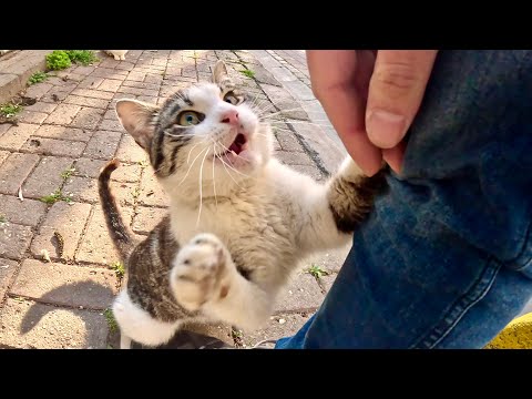 Crazy jealous cat
