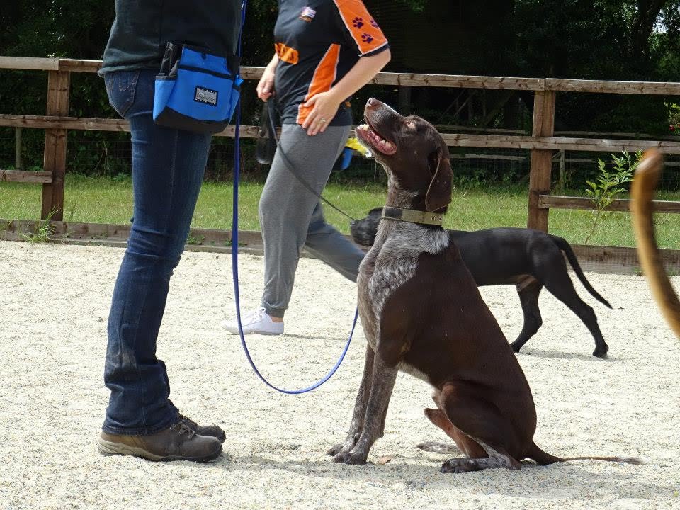 german shorthaired pointer aggressive