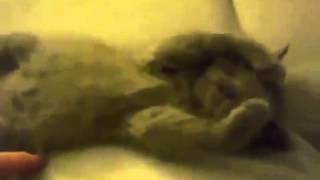 Приколы !!! Милый котенок Приколы !!! Милый котенок
