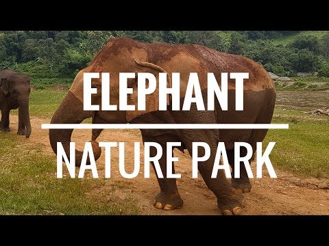 VIENDO ELEFANTES EN TAILANDIA EN EL ELEPHANT NATURE PARK DE CHIANG MAI 🐘 🇹🇭