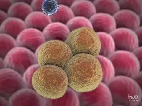 Video: Segnale Di Allarme: La Ricerca Conferma Che Il DNA Umano Assorbe Gli OGM - Visualizzazione Alternativa