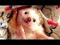 Funny Hedgehog Compilation NEW