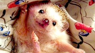 Funny Hedgehog Compilation NEW @SadCatGo