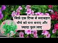 How to Grow Sadabahar Plant || How to Grow Vinca Plant