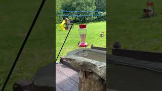 Hummingbird came for a drink and inspection of our kid’s stone bird bath 😂