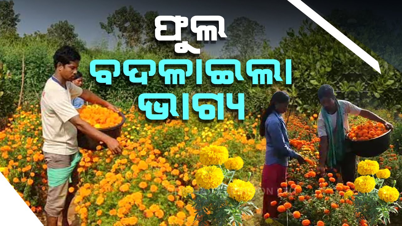 Flower cultivation changed life of this Odisha man