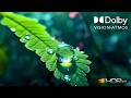 Pure Color Accuracy | 4K HDR Dolby Vision (4K/8K TV)