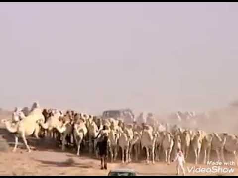 ما هكذا يا سعد تورد الإبل