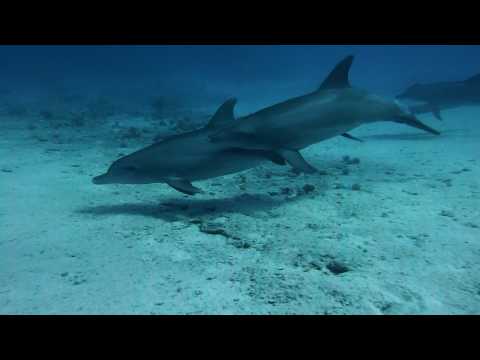 Delfin Quartett im Frhling 1 von 5