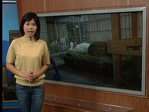 兔年華裔養兔潮 變調棄兔潮 After the Year of Rabbit Bunny Business Boom...