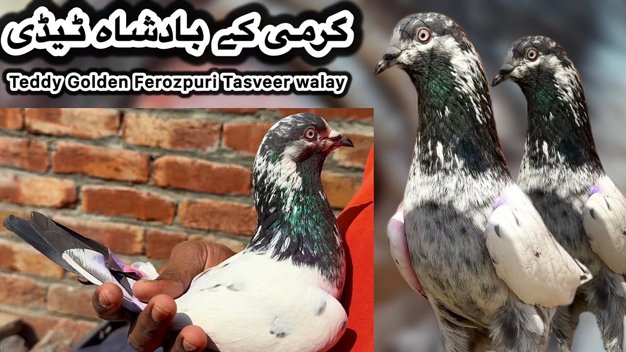 Umair bhai walay asil teddy kabooter high class + heera lal golden + tasveer walay 💯% results